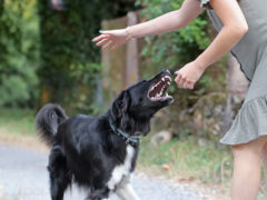 Dog attack